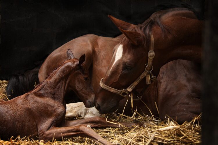How to Assist a Mare Giving Birth